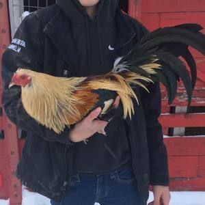 Meet your Posher, Gabriel